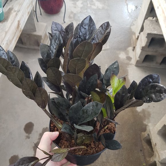 Meet your Posher - Picture 1 of 1